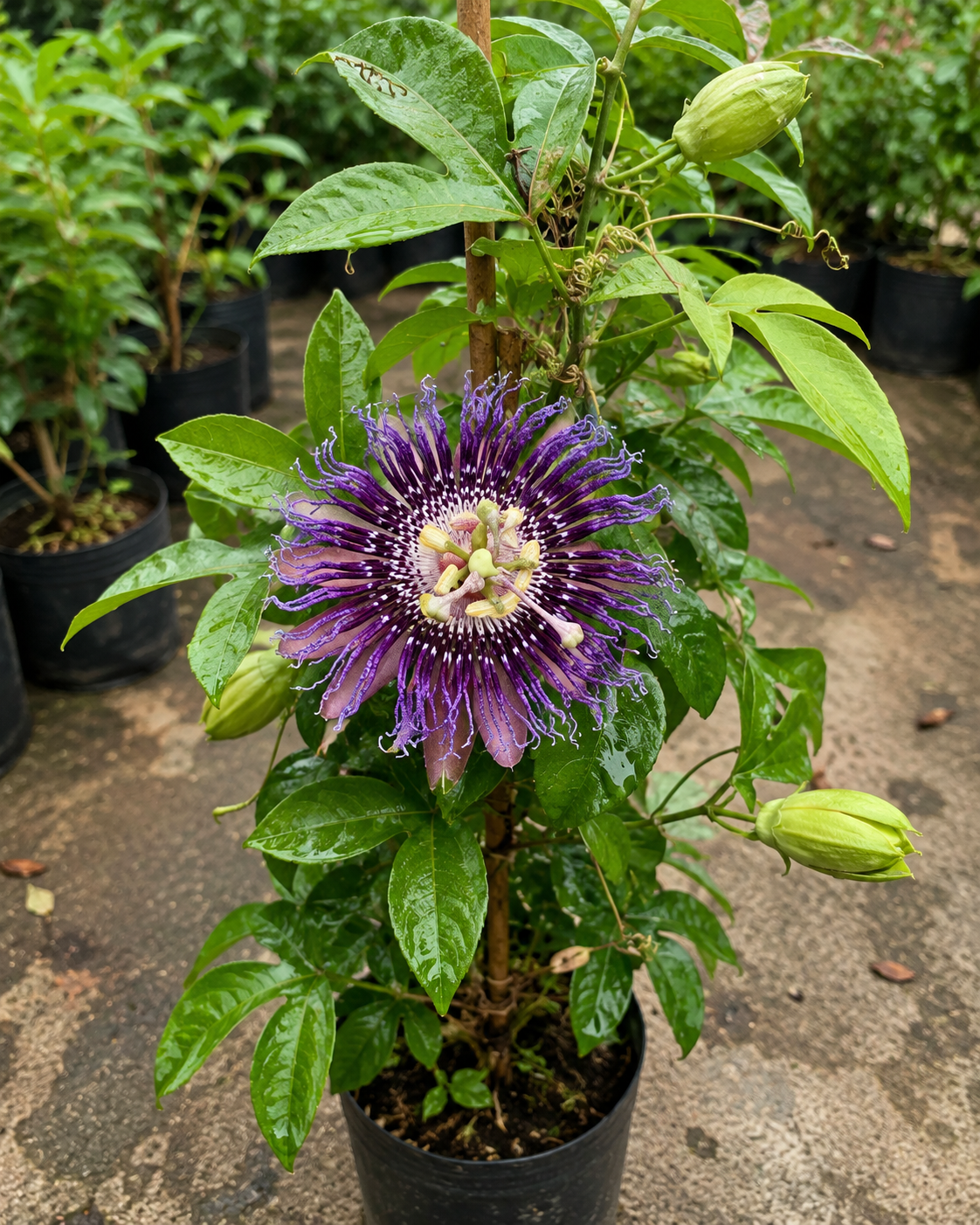 Rakhi Bel Plant